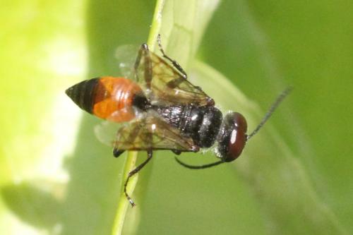 Astata sp.